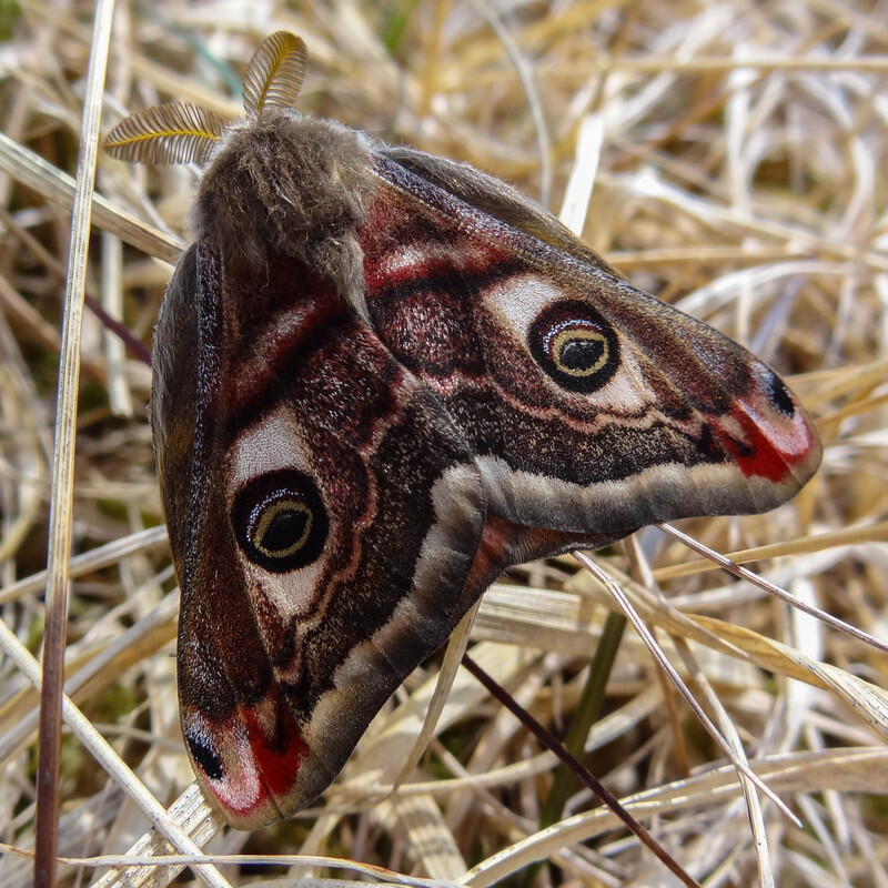 Emperor moth on Gualainn na Pairce