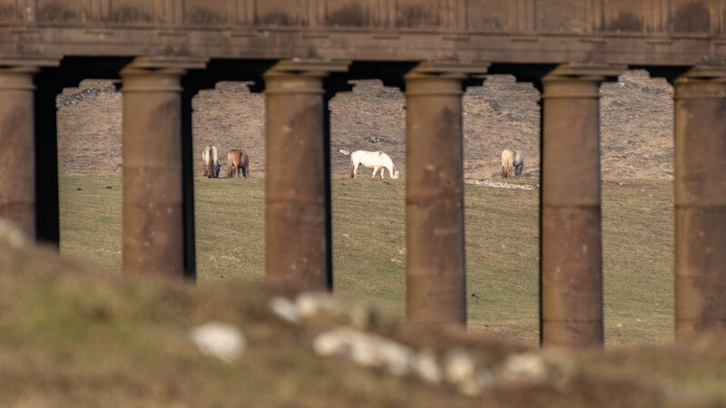 Rum ponies through the mausoleum at Harris Bay