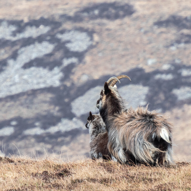 Wild goat and kid on Gualainn na Pairce