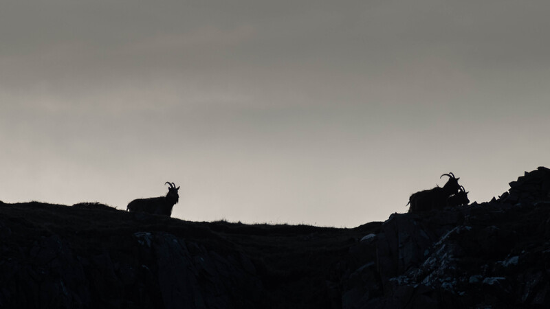 Wild goats at sunset at Harris Bay