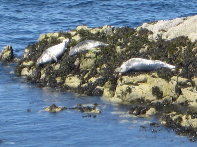 Seals at Waternish Point