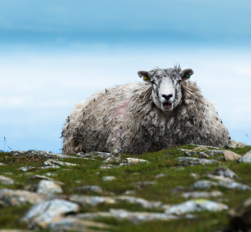 Contemplative sheep on top of Fairfield
