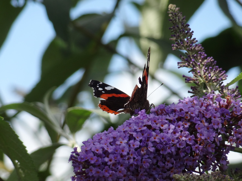 Red Admiral