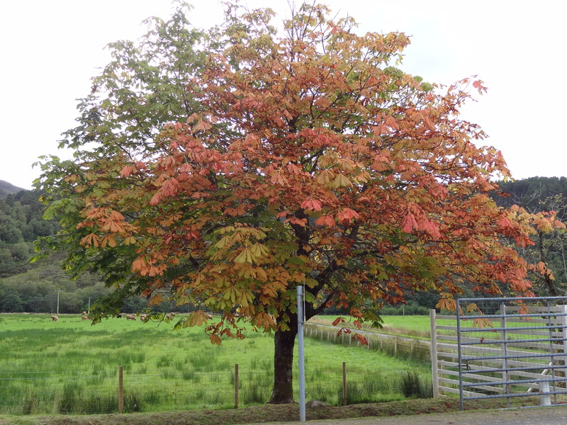 Autumn tree at the parking place at the foot of Glen Elchaig