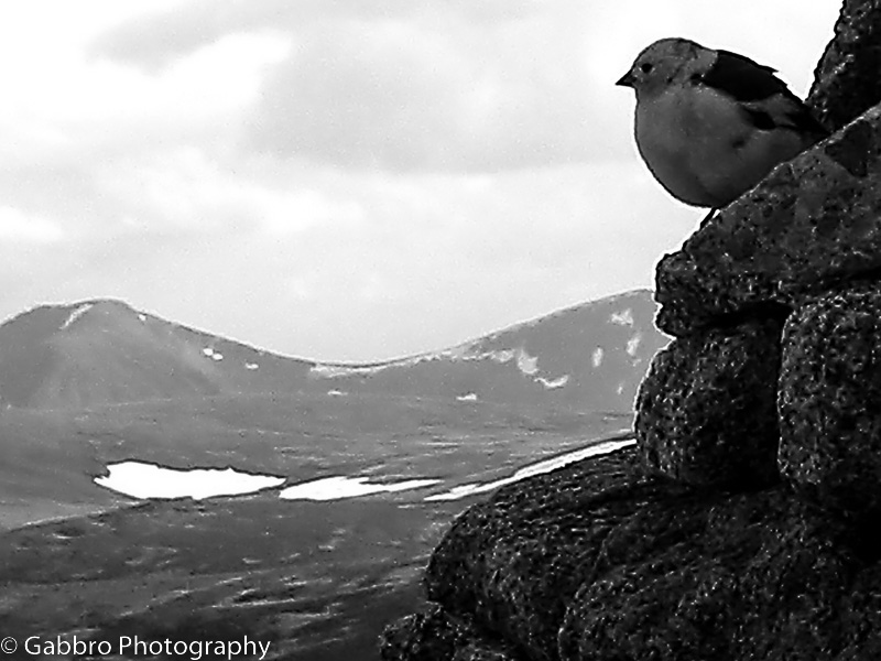 Snow bunting on Cairngorm