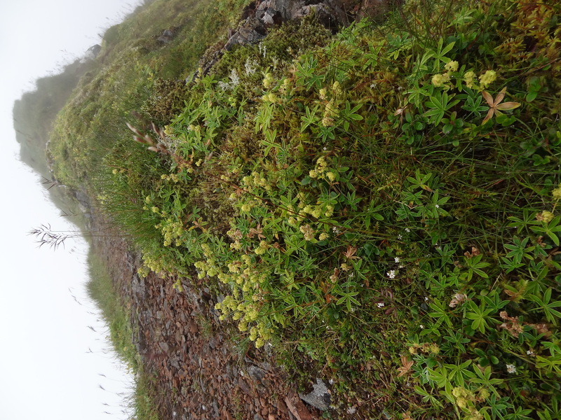 Alpine Lady's Mantle on the summit ridge of Sgurr Eilde Mor