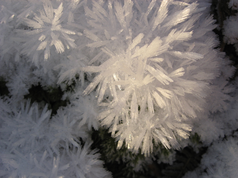 Frost crystals on the heather
