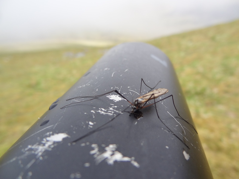 Crane fly lapping up Rock's Ginger