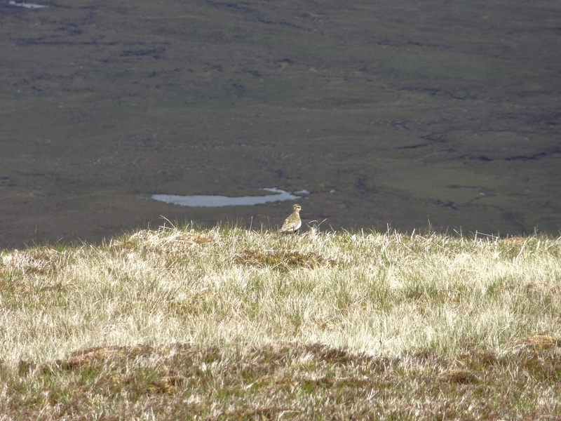 Golden Plover