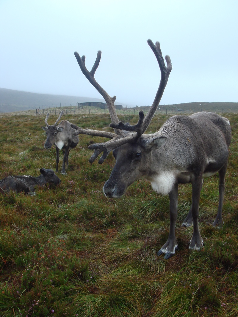 Velvet antlers and broad feet