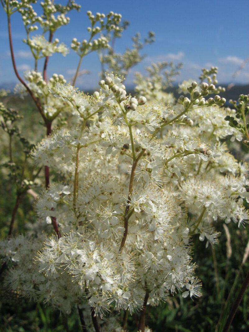 Meadowsweet