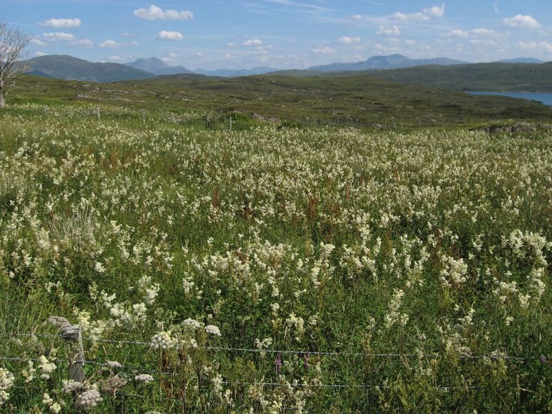 Meadowsweet Beinn Sgritheall and Ladhair Bheinn