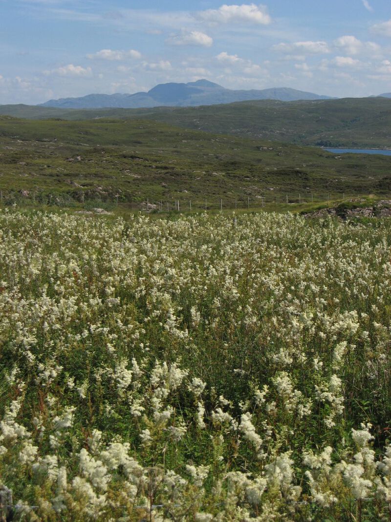 Meadowsweet and Ladhair Bheinn