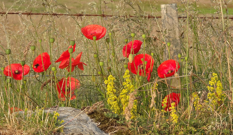 Poppies on Lindisfarne